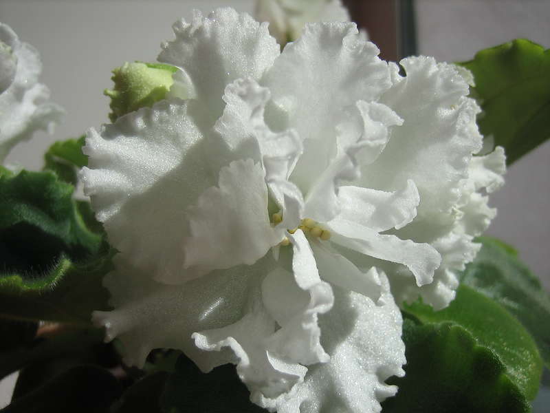 О фиалках свадебный букет морев, выращивание цветка букет невесты
