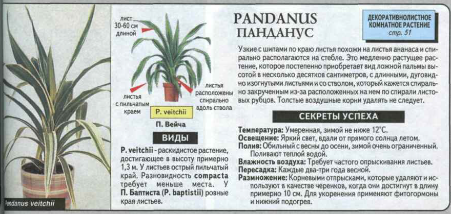 Панданус болезни листьев фото и описание