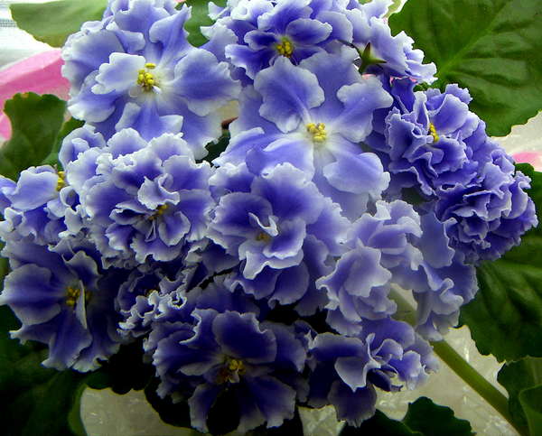 Фиалки senk's the sorceress, senk's longlegs, senk's neverland dreams, senk's blue cascade (r.follett/d.senk): фото и описание