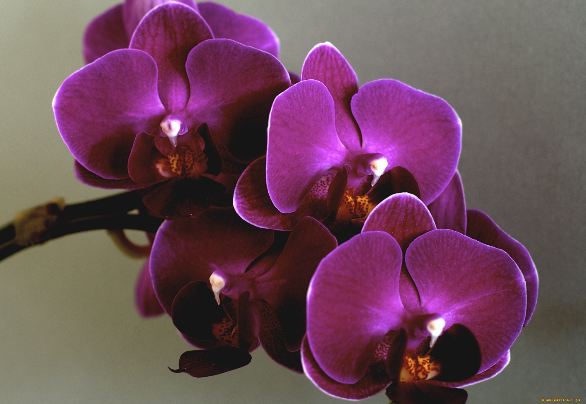Сиреневая орхидея фото и названия