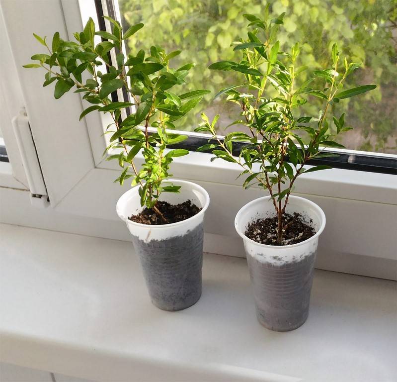 Полезный и неприхотливый гранат: подробное описание, фото и особенности выращивания