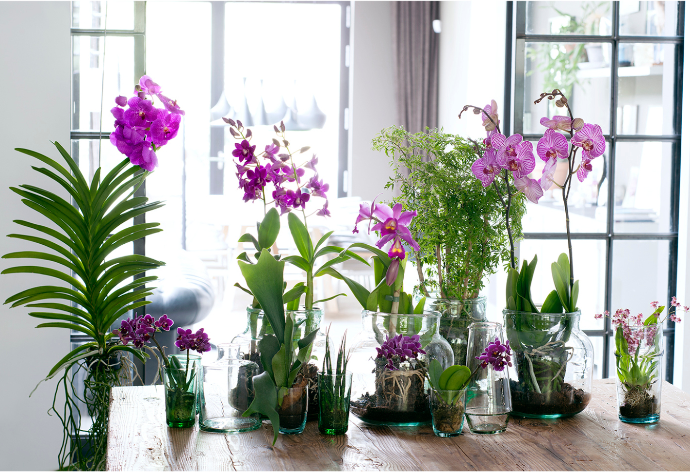 Орхидея и солнце: где лучше всего поставить горшок с цветком