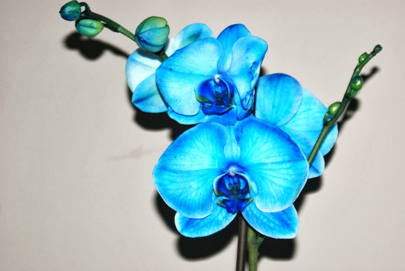 Крашеная блондинка: что надо знать о синей орхидеи