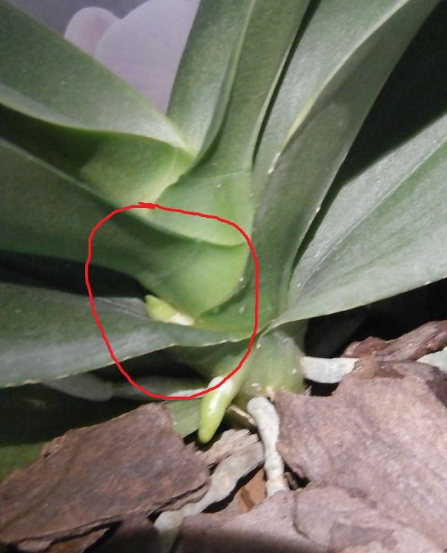 Как зацветает орхидея признаки фото и описание
