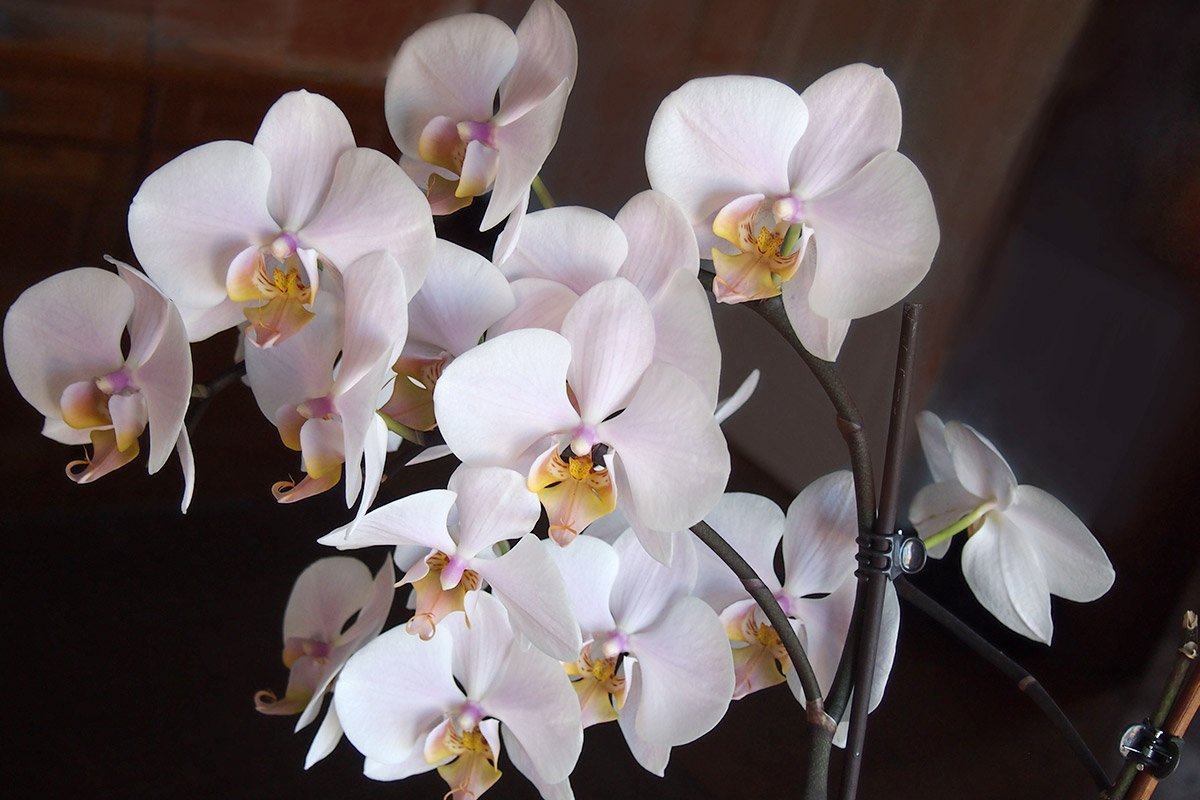 Разнообразие сортов и правила ухода за орхидеей фаленопсис
