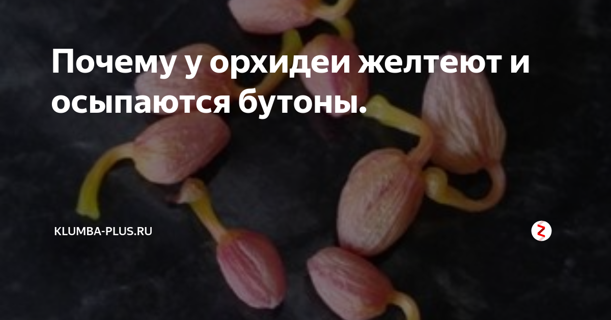 Почему орхидея сбрасывает цветки и бутоны? уход в домашних условиях. фото — ботаничка