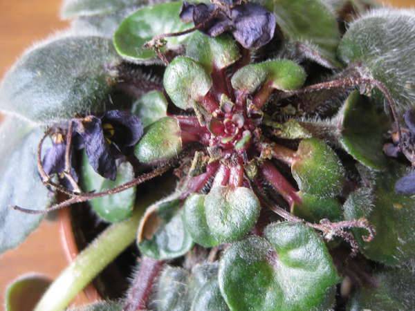 Невидимый и опасный: паутинный клещ на комнатных растениях. как избавиться навсегда – советы цветоводов