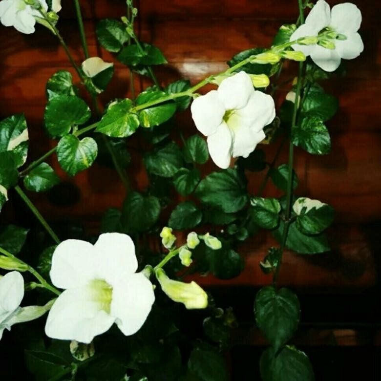 Азистазия фото комнатный цветок