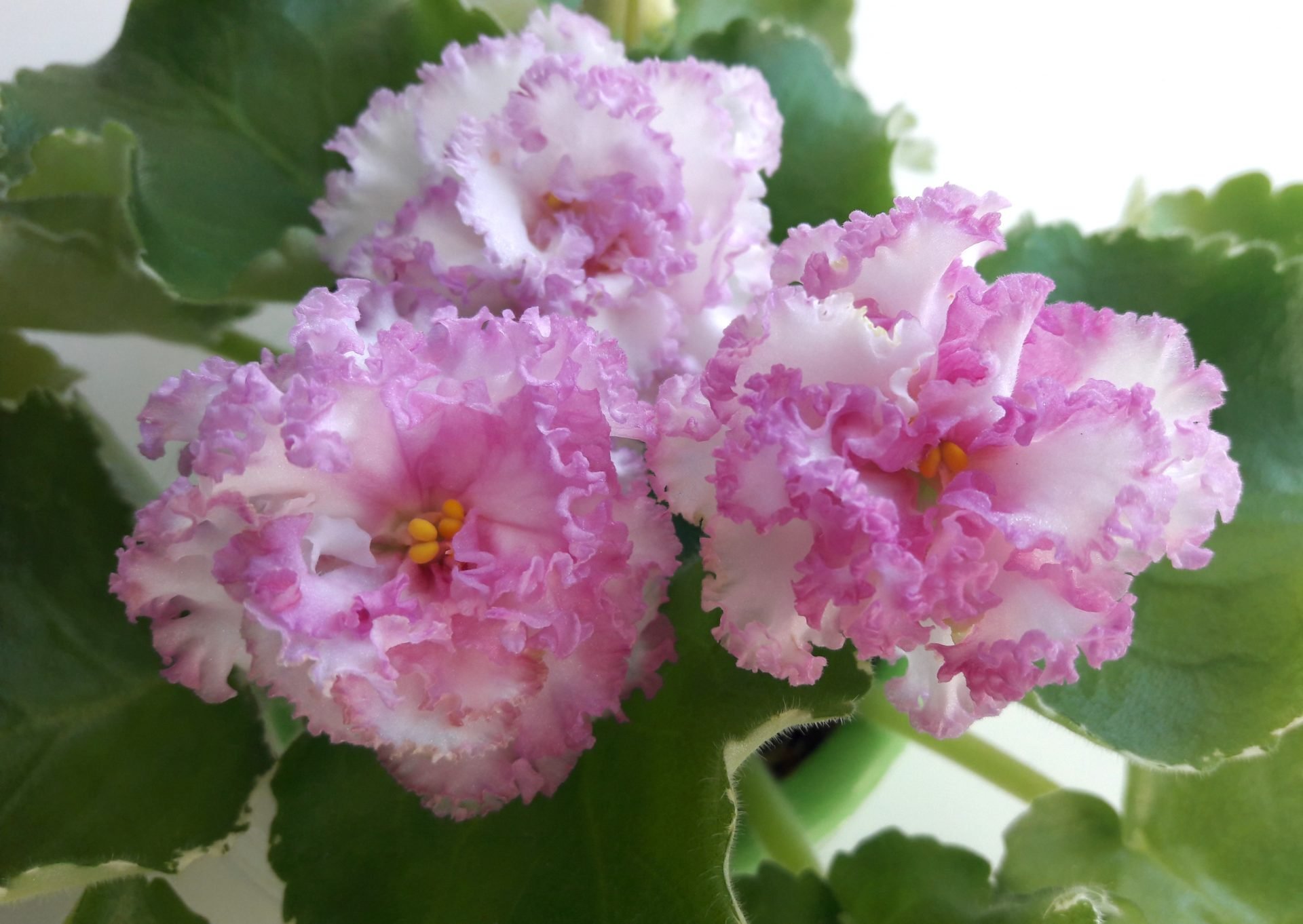 Фиалки сорта “эсмеральда” – нежные и красивые цветы