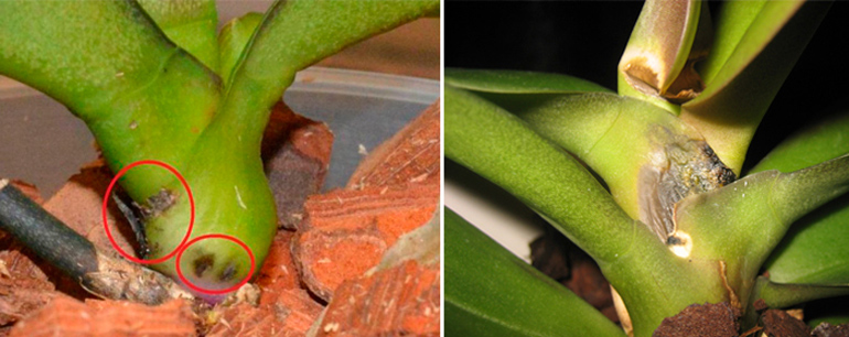Способы как реанимировать орхидею — если сгнили корни или без корней