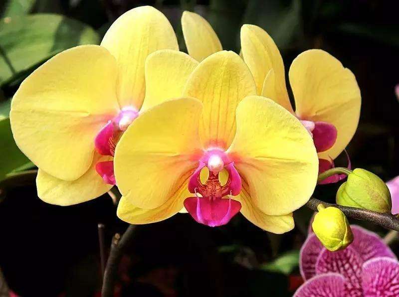 Орхидеи желто розовые. Фаленопсис желтая Жемчужина. Фаленопсис Serena. Фаленопсис мультифлора желтый. Орхидея мультифлора желтая.