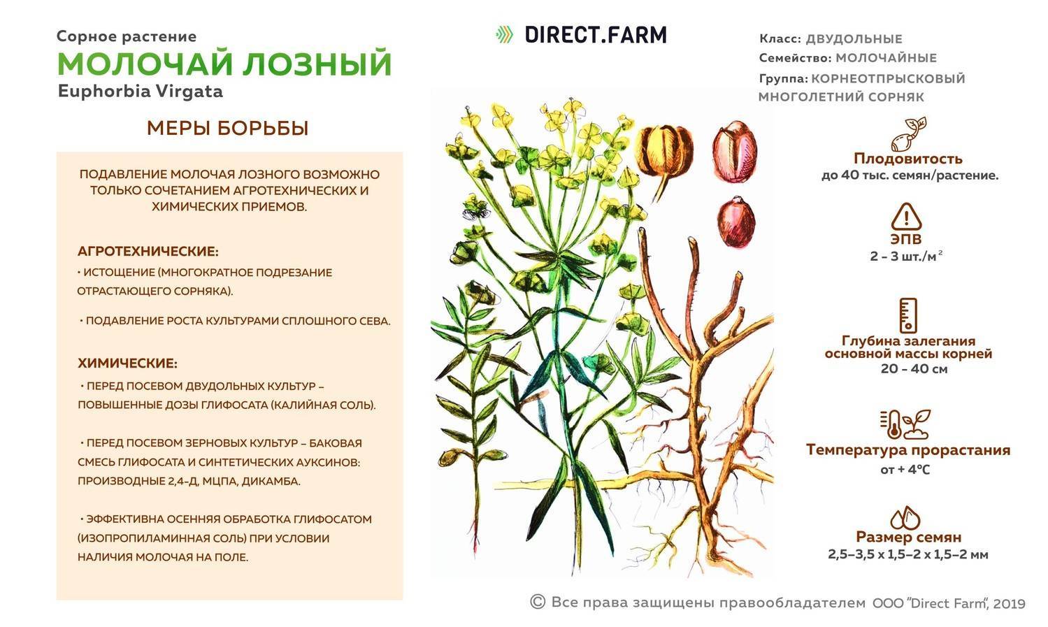 Сорняки в искусственных комплексах примеры. Молочай лозный сорняк. Молочай Вальдштейна лозный. Молочай прутьевидный строение. Молочай лозный сорняк семена.