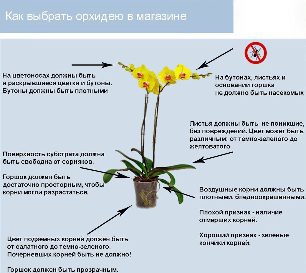 Пахифитум: все нюансы ухода за растением в домашних условиях, фото, правила полива, пересадка