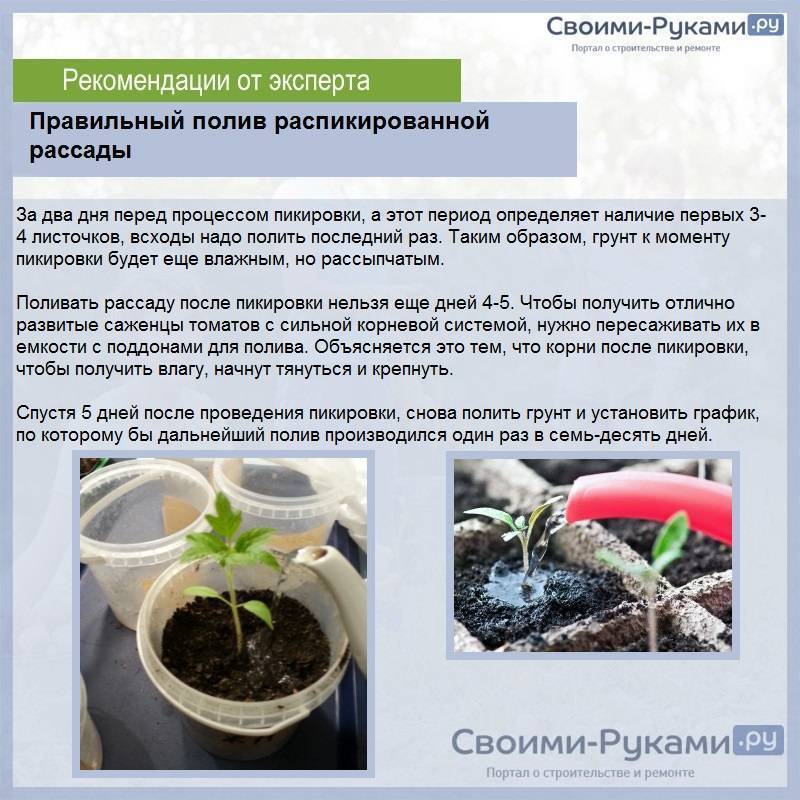 Комнатные герберы — яркий букет в горшке. уход в домашних условиях. фото — ботаничка