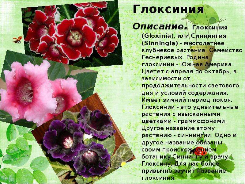Каменная роза (молодило) - уход в домашних условиях и открытом грунте. посадка, пересадка и размножение молодила.