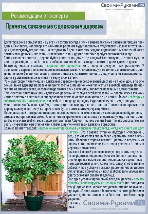 Растения, которые нельзя держать дома