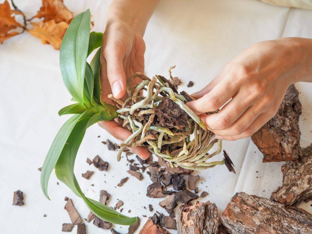 Способы размножения орхидей дома: как рассадить черенками, цветоносом, листом