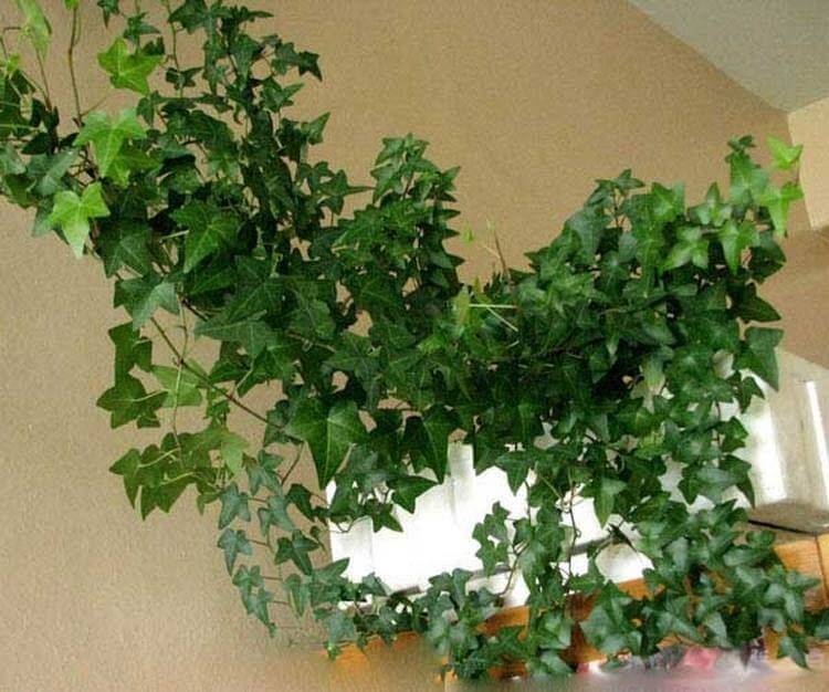 Пилея комнатная, уход, размножение, виды и сорта