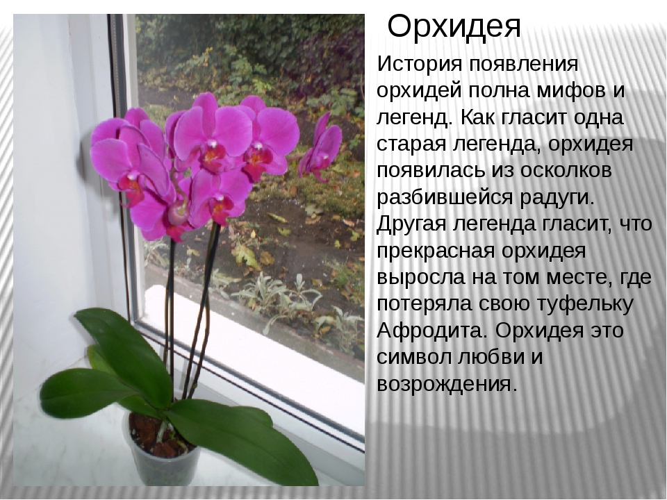 Значение цветка орхидея - особенности, характеристики и описание