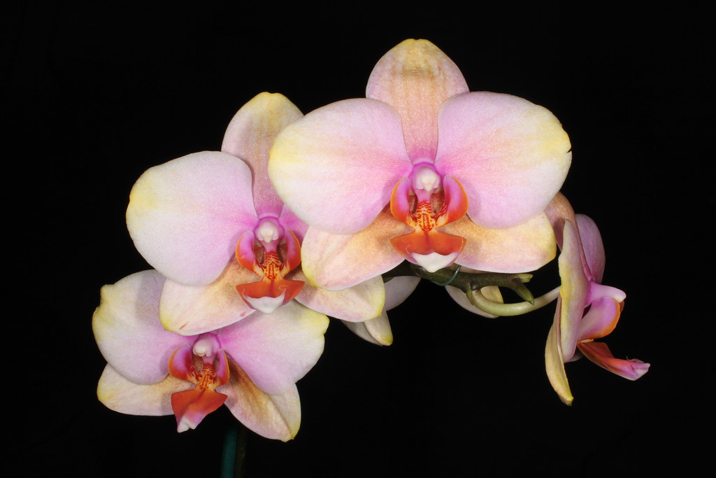 Фаленопсисы голден: фото и описание орхидеи бьюти (golden beauty), ягуар, солид, сан