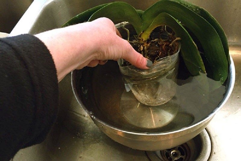 Как садить орхидею в горшок поэтапно фото