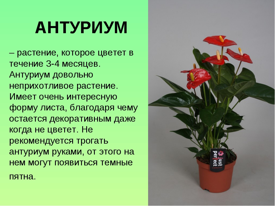 Выращивание неорегелии и уход за ней