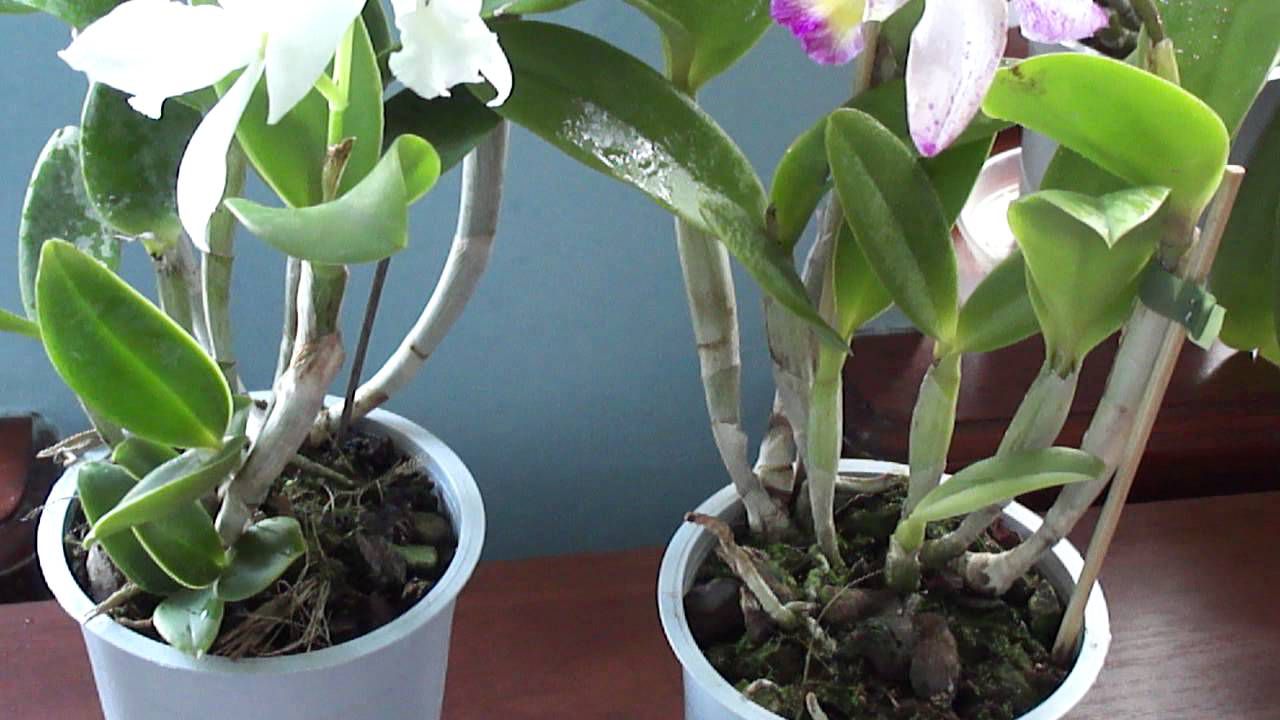 Каттлея: описание и фото орхидеи, уход в домашних условиях, размножение цветка, популярные сорта, общие характеристики растения
