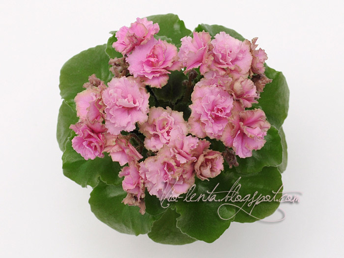 Фиалка irish flirt (s. sorano): фото и описание сорта
