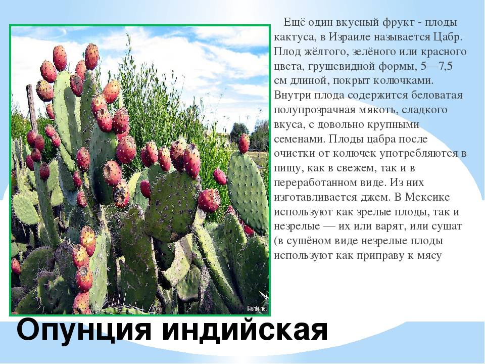 Эспостоа имеет прямое отношение к семейству кактусовые, и считается разновидностью клейстокактусов Это растение является колонновидным и имеет ветвящиеся от основания стебли