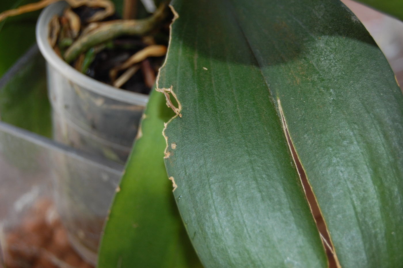 Узнайте, почему краснеет лист у орхидеи и что делать?