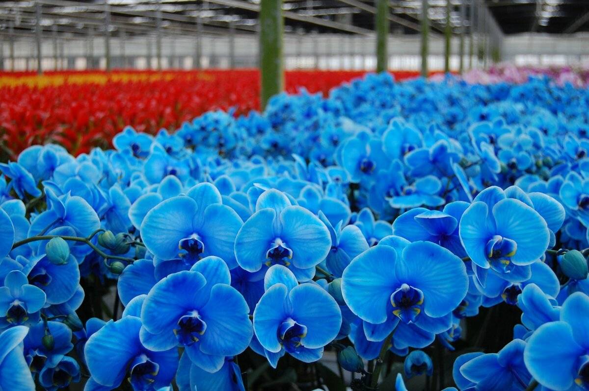 Синяя Орхидея крашеная