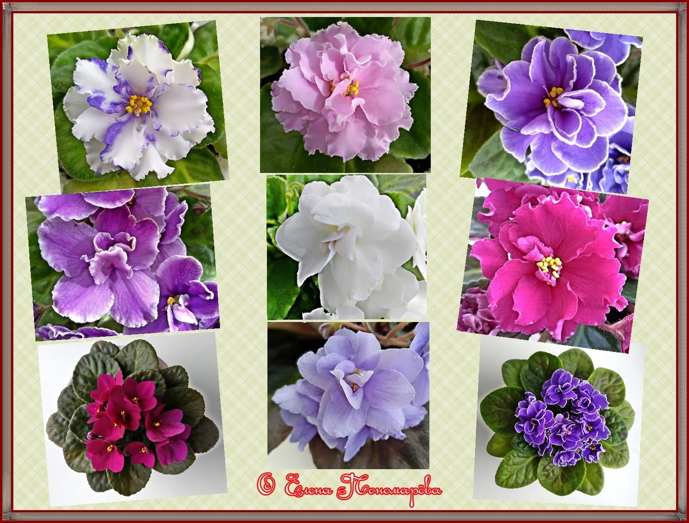 Фиалки: сорта с названиями и фото (50+ сортов) виды: химеры, махровая, анютины глазки и другие