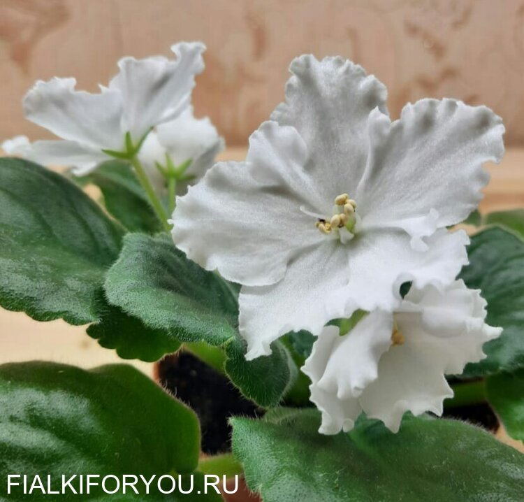 Фиалки на подоконнике, ян-менуэт (н