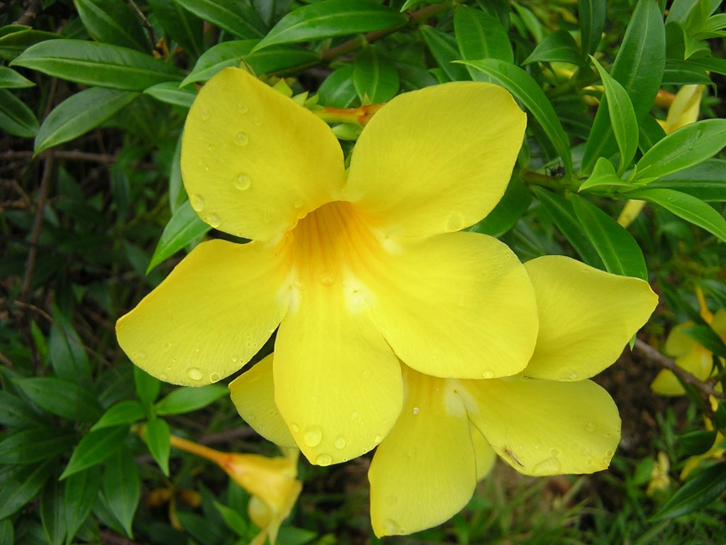 Алламанда (allamanda) – красивое комнатное растение