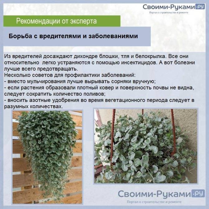 Ампельная дихондра: посадка и уход в открытом грунте, выращивание из семян, фото