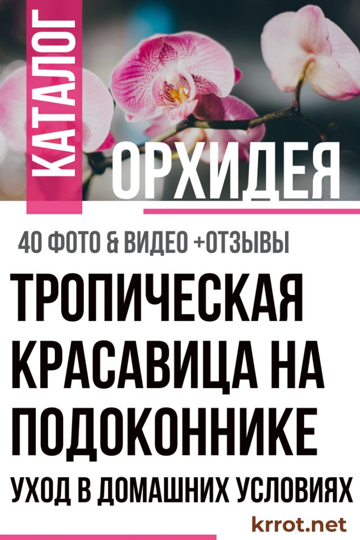 Разновидности орхидей с названиями и фото и уход за ними, как определить по листьям и описание комнатных сортов в домашних условиях: лелия, зигопеталум, плейоне