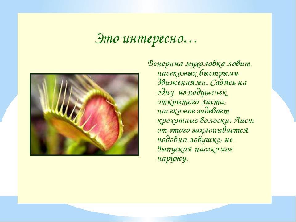 Легенды о цветах для детей, 2 класс