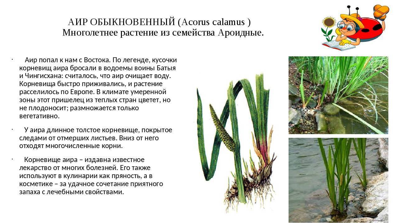 Сциндапсус - родина, размножение, описание растения, уход, болезни сциндапсуса.