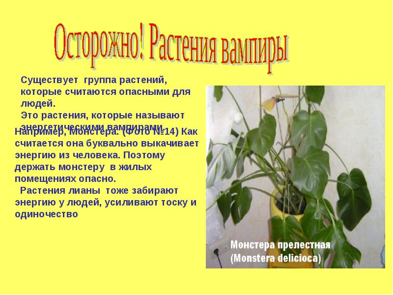Хитрые цветы, пережившие динозавров: 5 удивительных фактов об орхидеях | вокруг света
