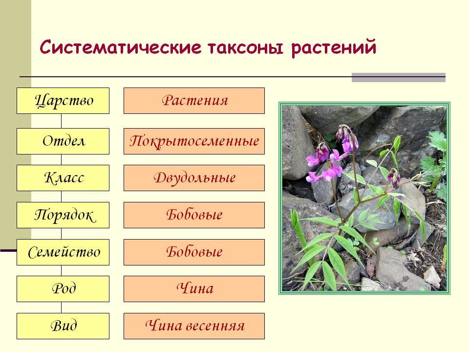 Выращиваем экзотический цветок на подоконнике — уход за орхидеей в домашних условиях
