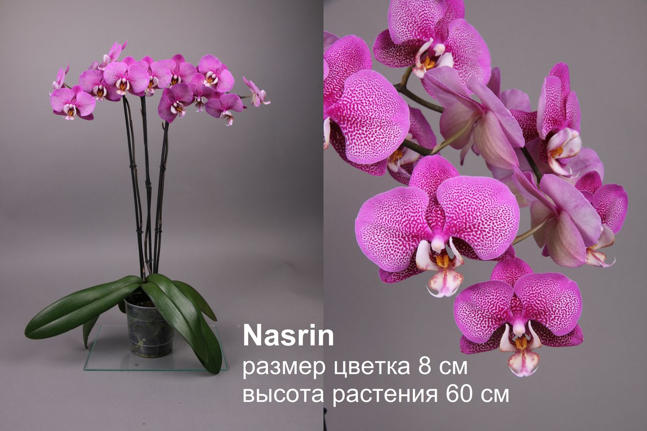 Каталог сортов орхидей фаленопсис с фото и названиями