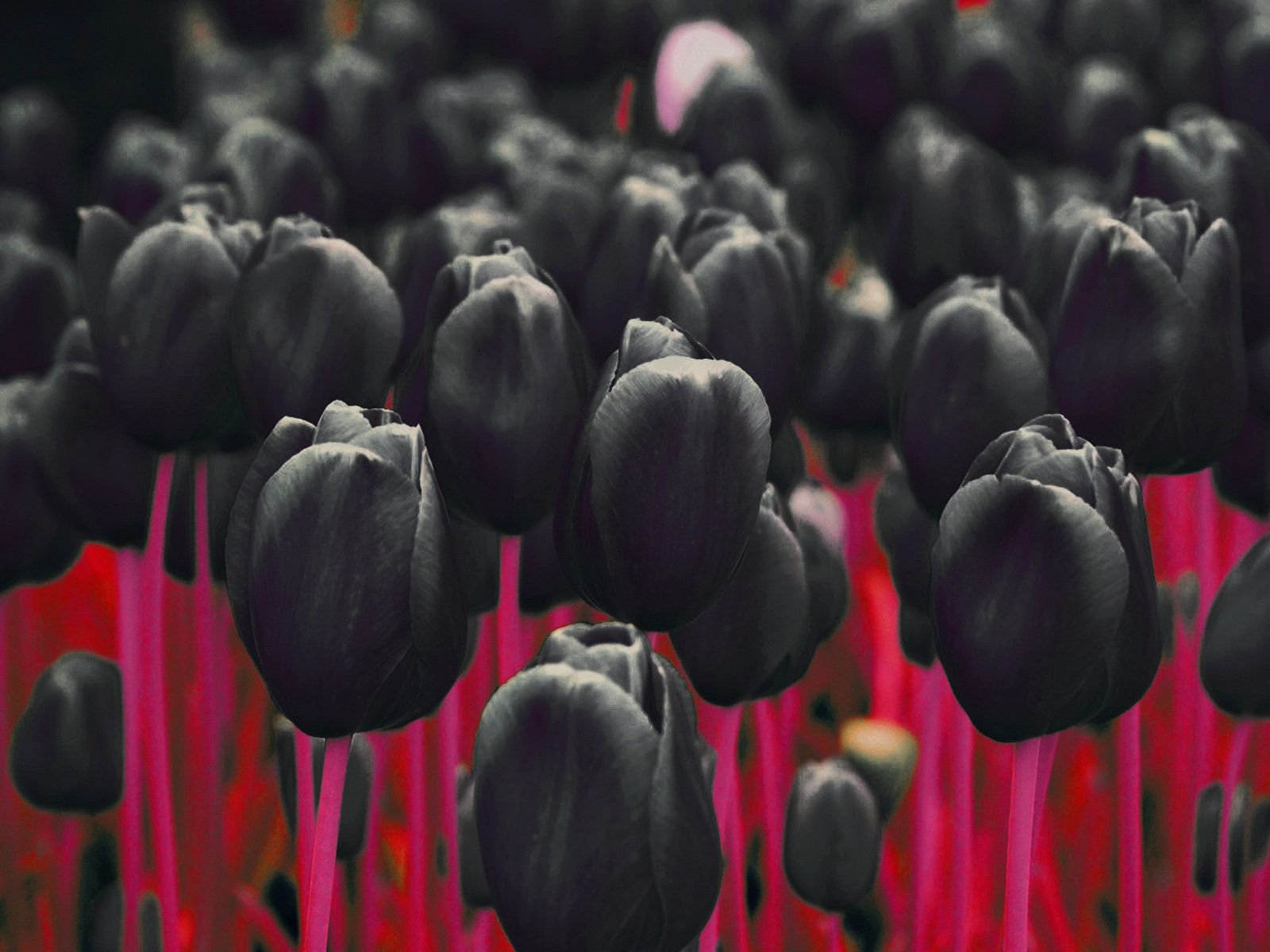 Тюльпаны Темные
