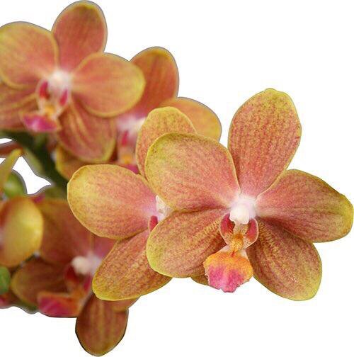 Орхидея амадеус фото и описание