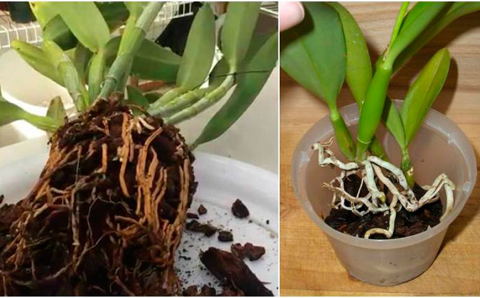 Орхидея каттлея фото уход в домашних условиях и выращивание