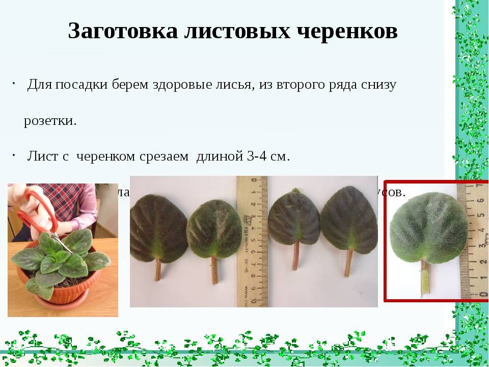 Как выращивать и размножать сенполии, или узамбарские комнатные фиалки