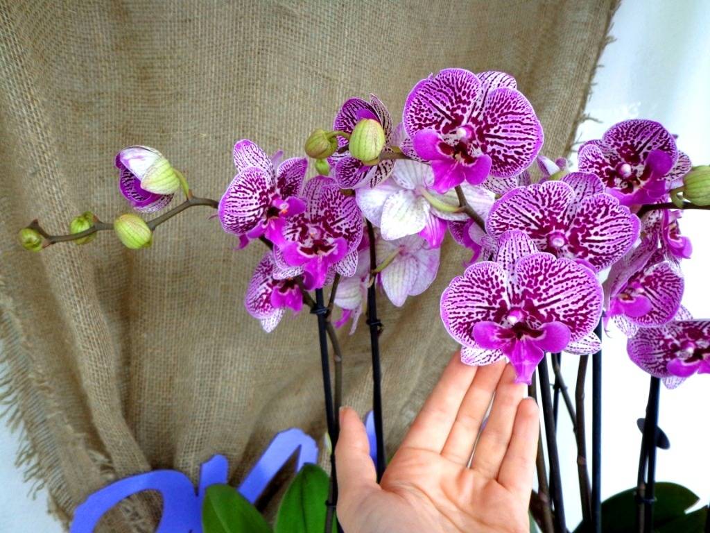 Фото и названия орхидей фаленопсис