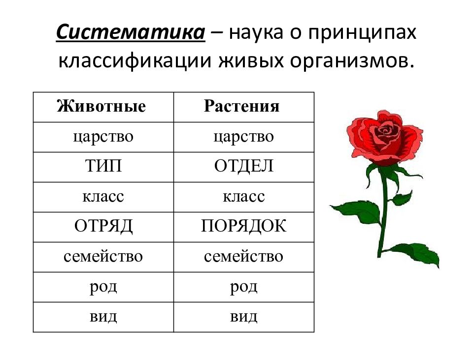 Правильной схемой классификации растений является вид род