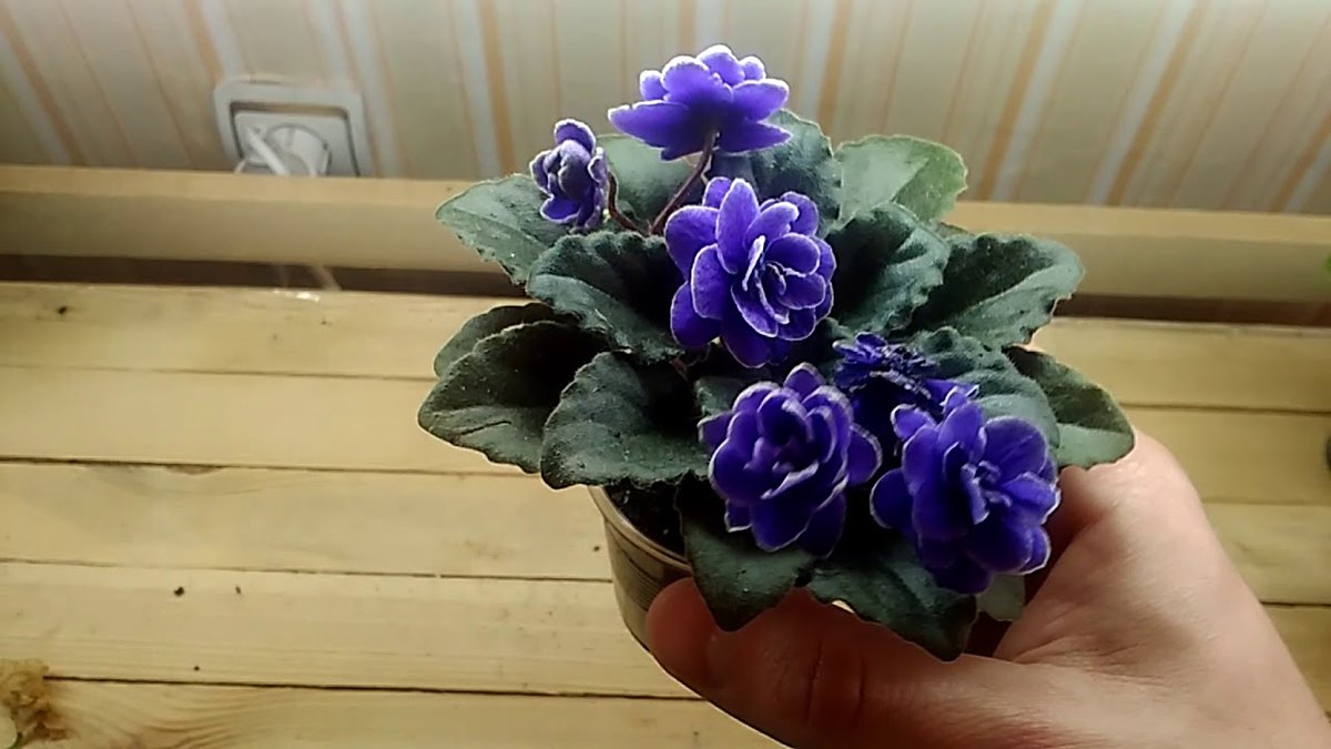 Как вырастить фиалку из листочка?