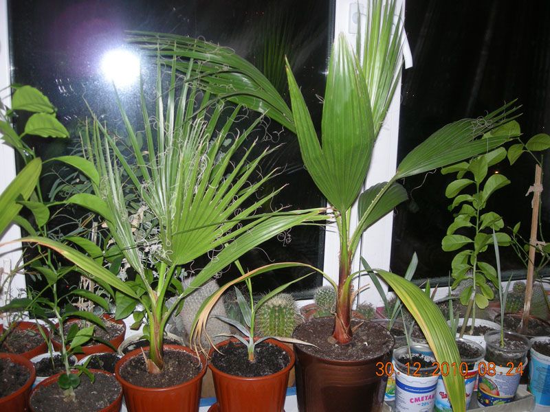 Вашингтония пальма уход в домашних условиях фото