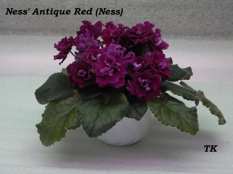 Фото ness antique red фото